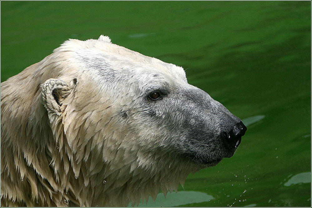 Eisbär im Profil