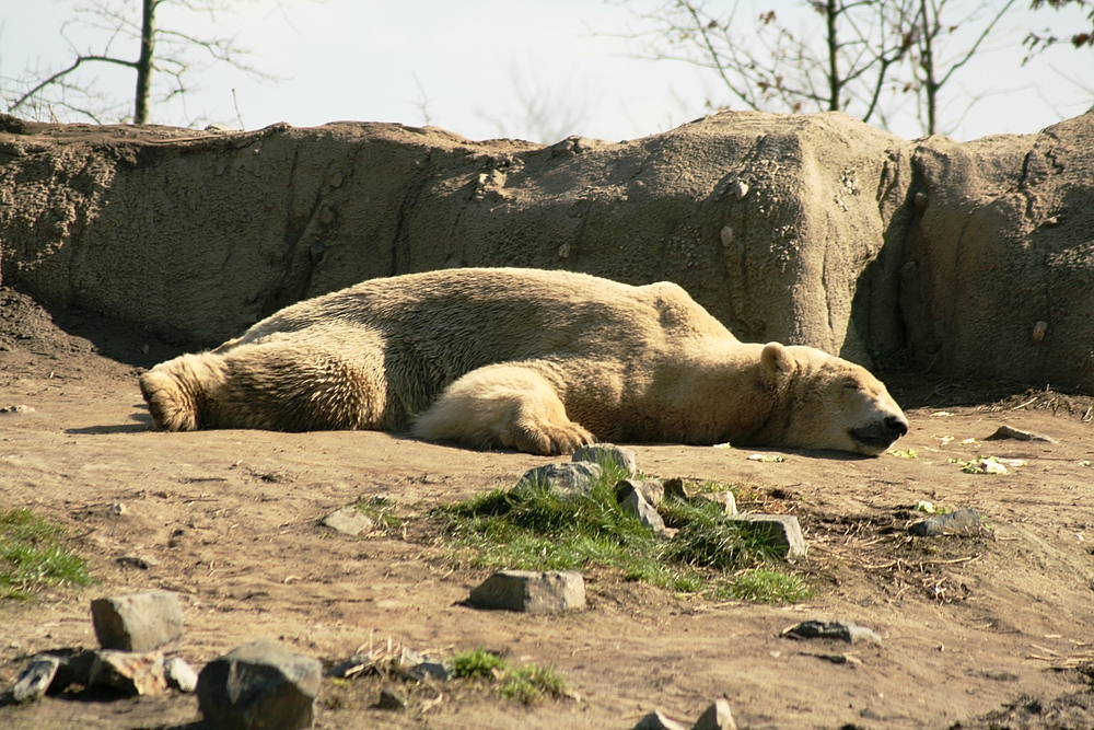 Eisbär im Rotterdamer Zoo (Niederlande) (19.03.2012)