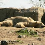 Eisbär im Rotterdamer Zoo (Niederlande) (19.03.2012)