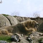 Eisbär im Rotterdamer Zoo (Niederlande) (19.03.2012)2