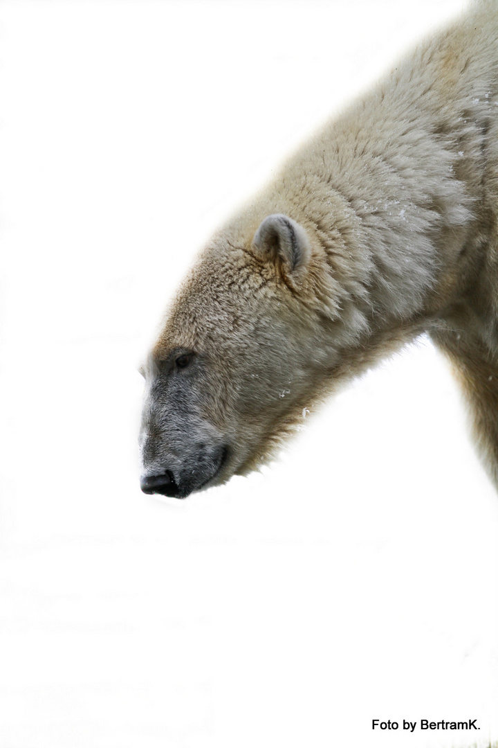 Eisbär im Schnee an der Wupper