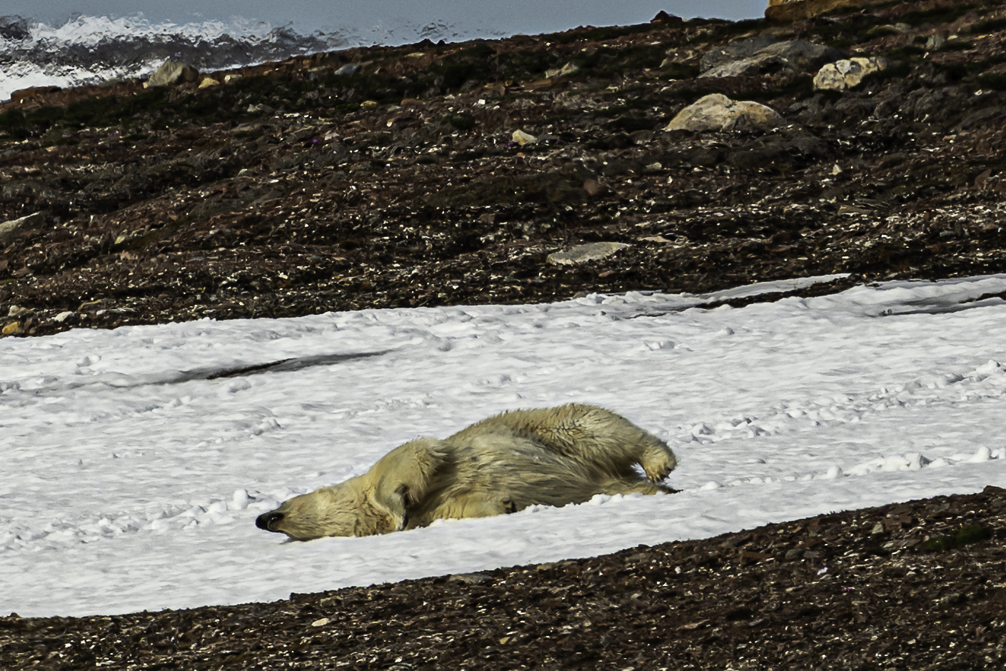 Eisbär im Schneebad