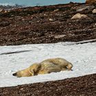 Eisbär im Schneebad