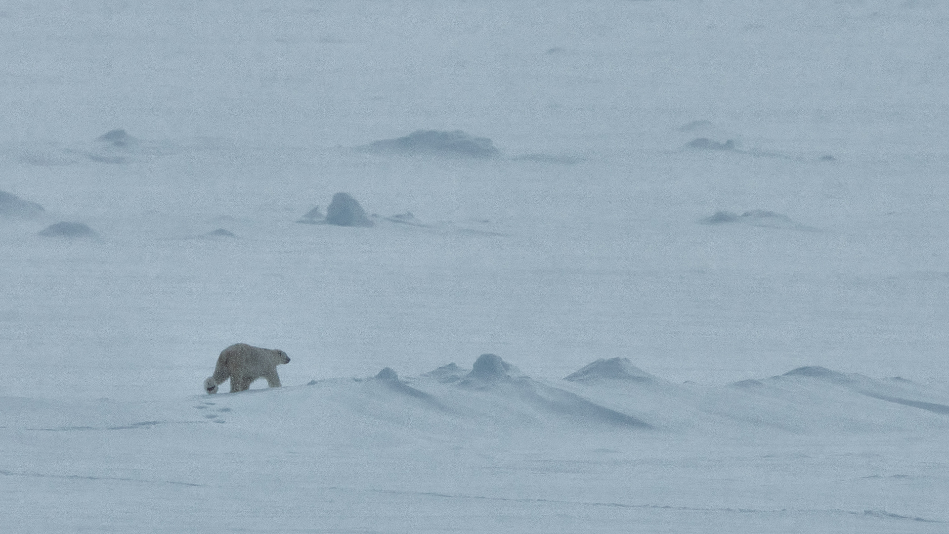 Eisbär im Schneegestöber auf dem Packeis