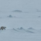 Eisbär im Schneegestöber auf dem Packeis