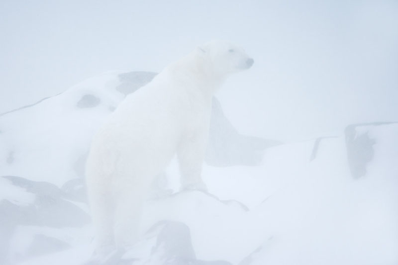 Eisbär im Schneesturm, Polar bear in the blizzard, Canada