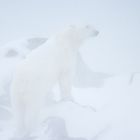 Eisbär im Schneesturm, Polar bear in the blizzard, Canada