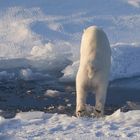 Eisbär im Sprung 