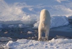 Eisbär im Sprung 