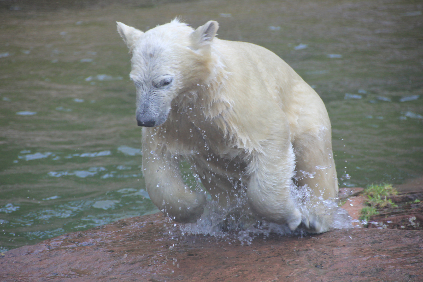 Eisbär im Sprung