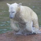 Eisbär im Sprung