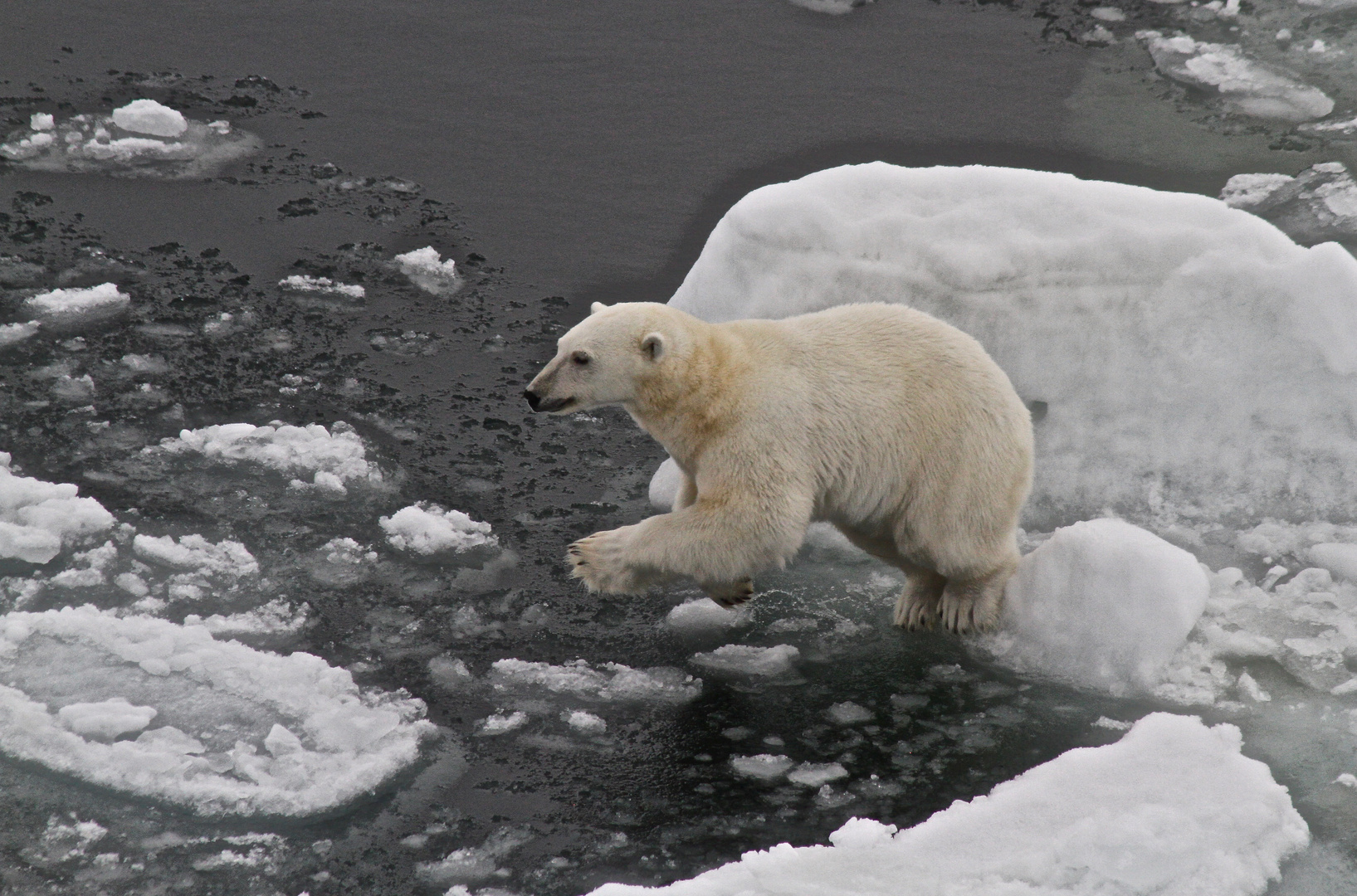 Eisbär im Sprung