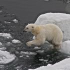 Eisbär im Sprung