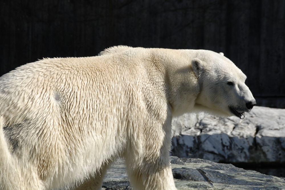 Eisbär im Stuttgarter Zoo
