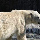 Eisbär im Stuttgarter Zoo