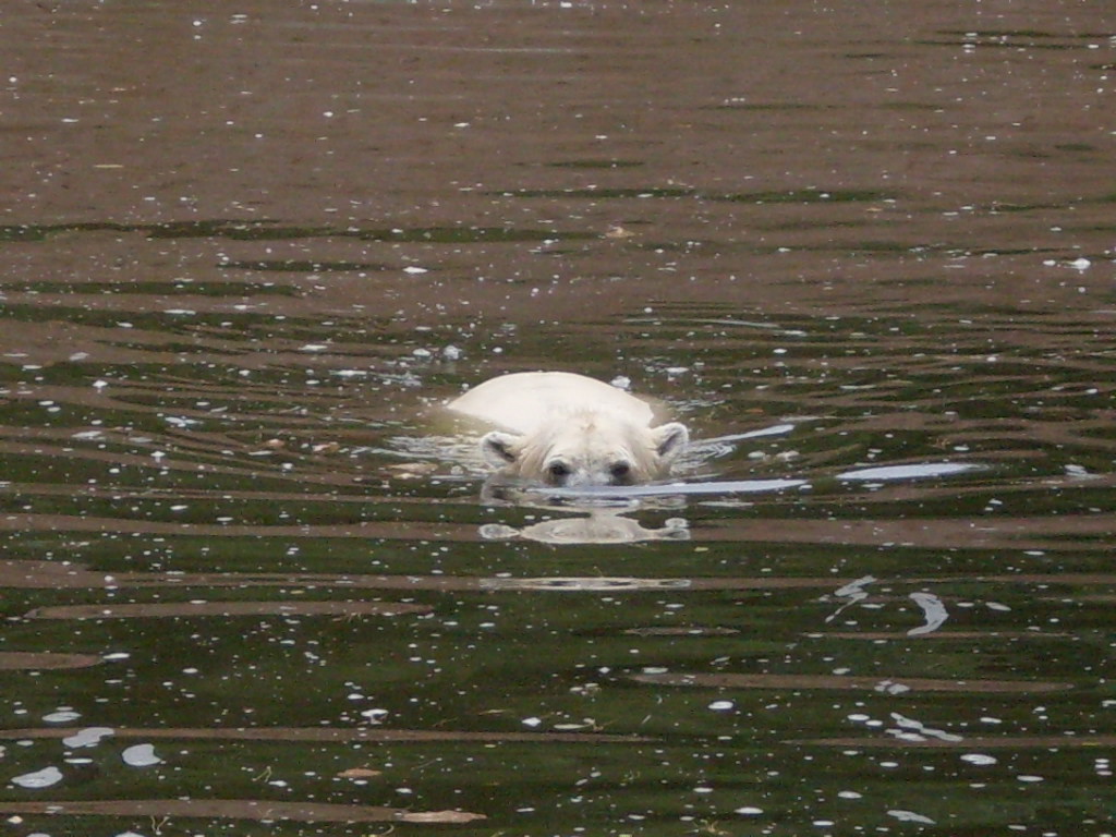 Eisbär im Tierpark Berlin