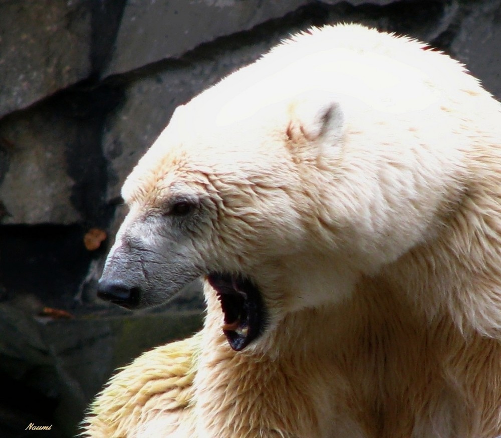 Eisbär im Tierpark Berlin