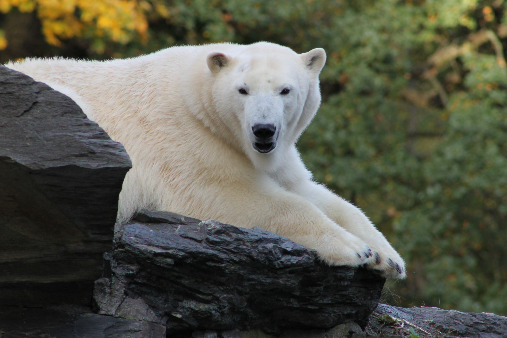 Eisbär im Tierpark Friedrichsfelde