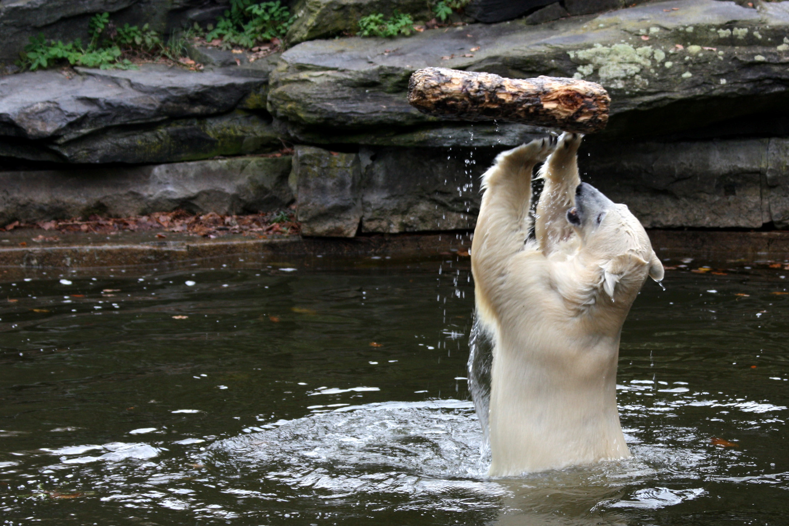 Eisbär im Tierpark Friedrichsfelde