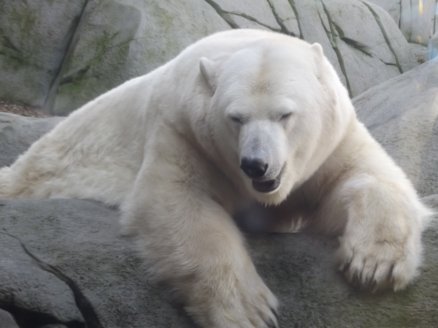 Eisbär im Tierpark Hagenbeck