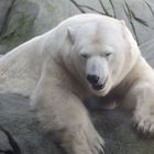 Eisbär im Tierpark Hagenbeck