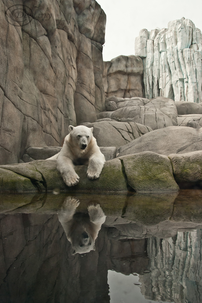 Eisbär im Tierpark Hagenbeck