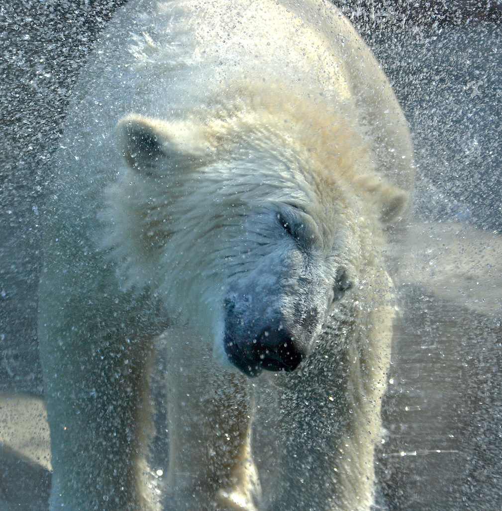 Eisbär im Tierpark Hellabrunn