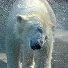 Eisbär im Tierpark Hellabrunn