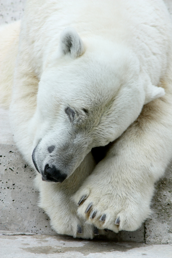 Eisbär im Tierpark Hellabrunn am 21.07.2011