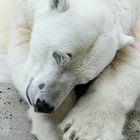 Eisbär im Tierpark Hellabrunn am 21.07.2011