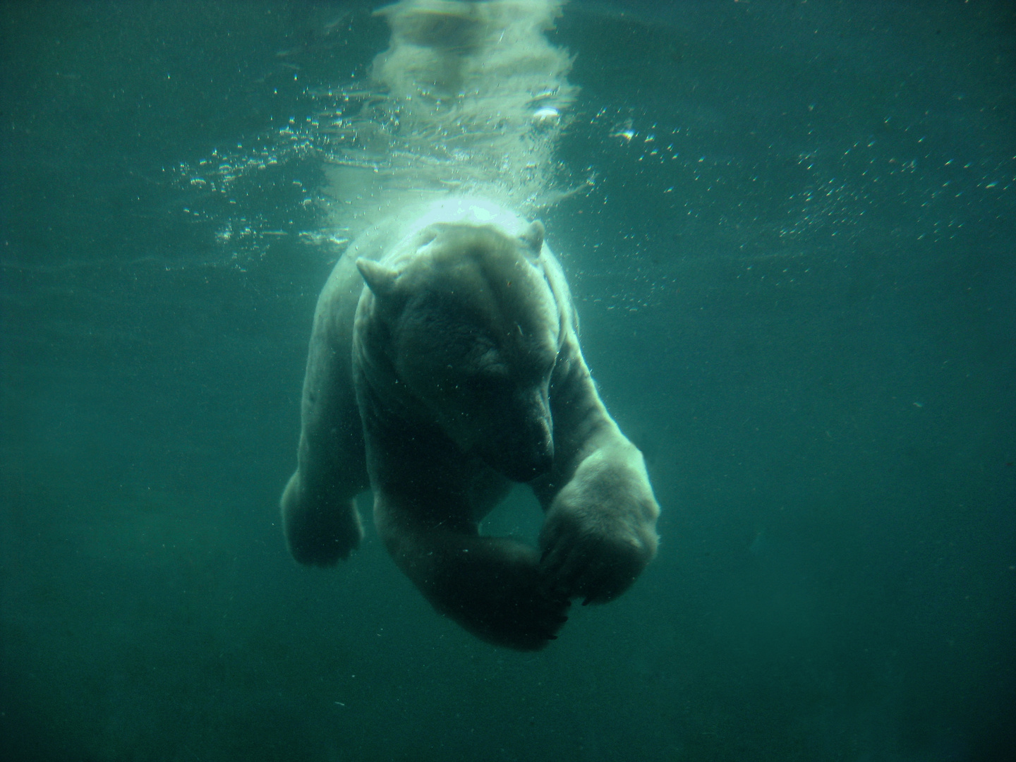 Eisbär im Wasser