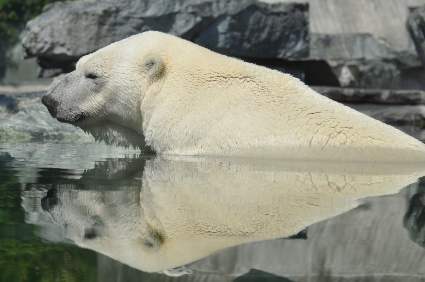 Eisbär im Wasser