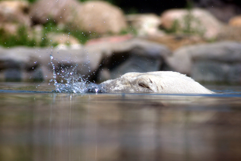 Eisbaer im Wasser