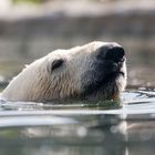 Eisbär im Wasser