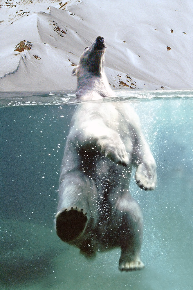 Eisbär im Wasser