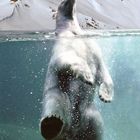 Eisbär im Wasser