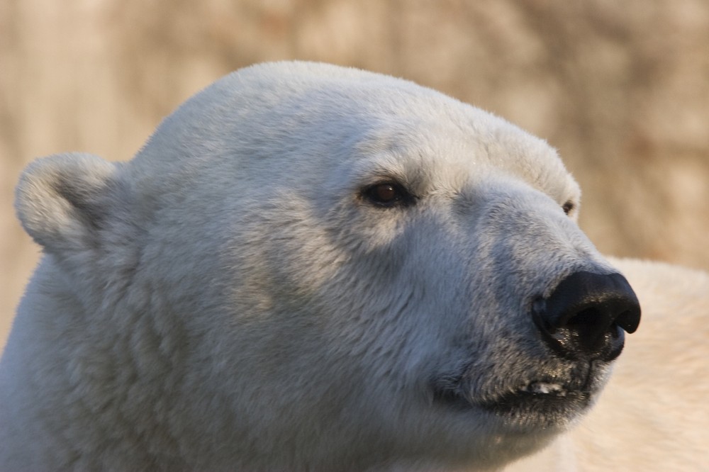 Eisbär im Winter