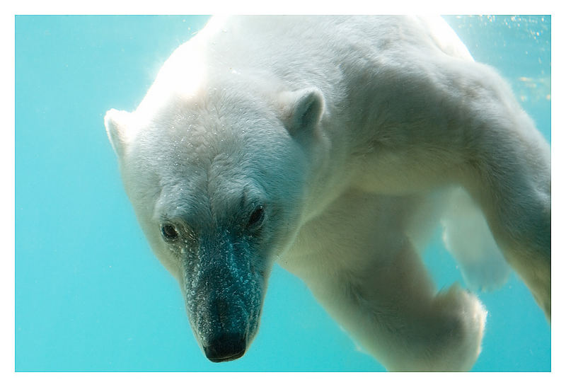 Eisbär im Wuppertaler Zoo