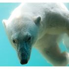 Eisbär im Wuppertaler Zoo