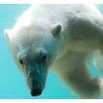 Eisbär im Wuppertaler Zoo