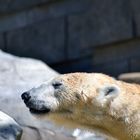 Eisbär im Zoo