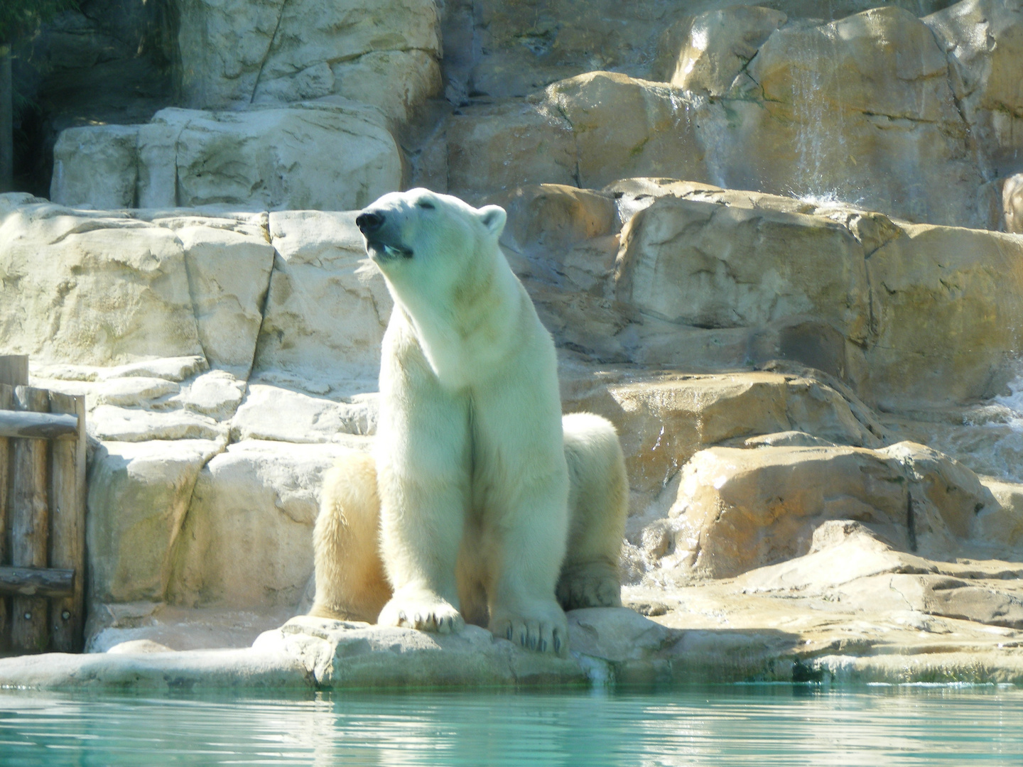 Eisbär im Zoo