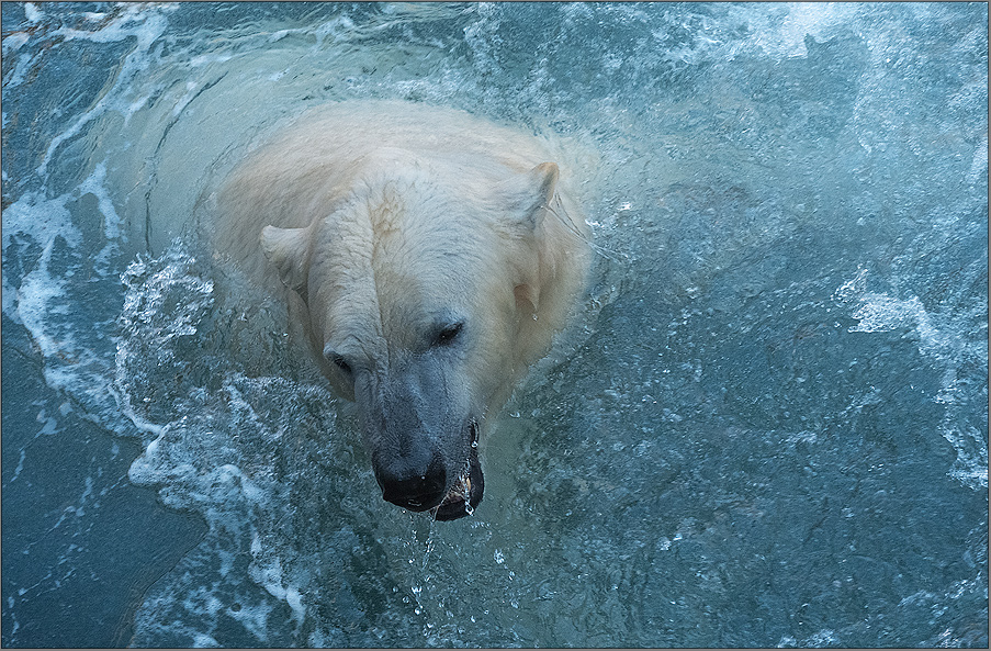 eisbär im zoo