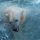 eisbär im zoo