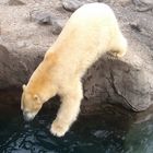 Eisbär im Zoo