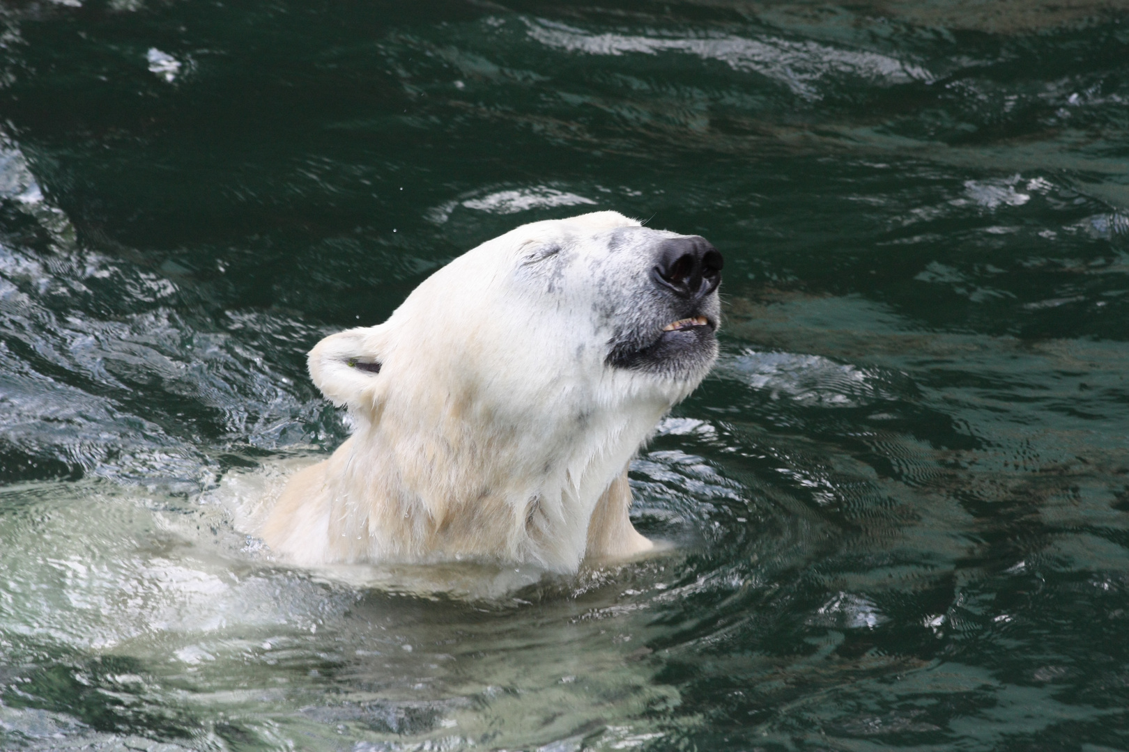 Eisbär im Zoo