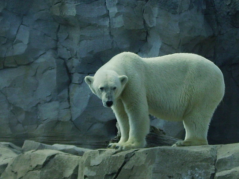 Eisbär im Zoo am Meer in Bremerhaven