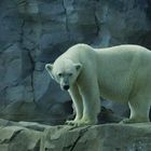 Eisbär im Zoo am Meer in Bremerhaven