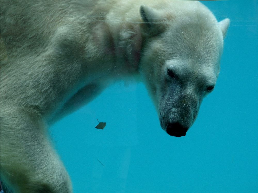 Eisbär im Zoo Amneville hinter Glasscheibe