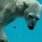 Eisbär im Zoo Amneville hinter Glasscheibe